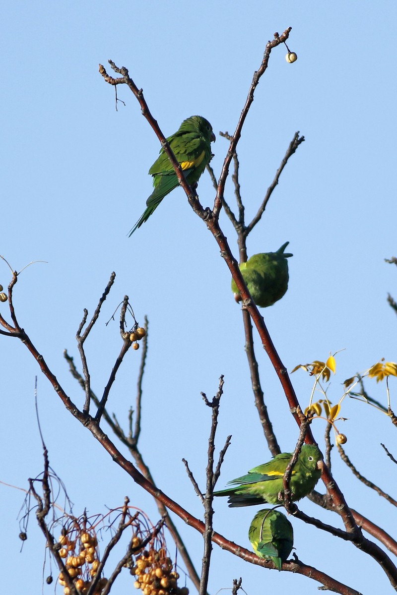 Yellow-chevroned Parakeet - J. Simón Tagtachian