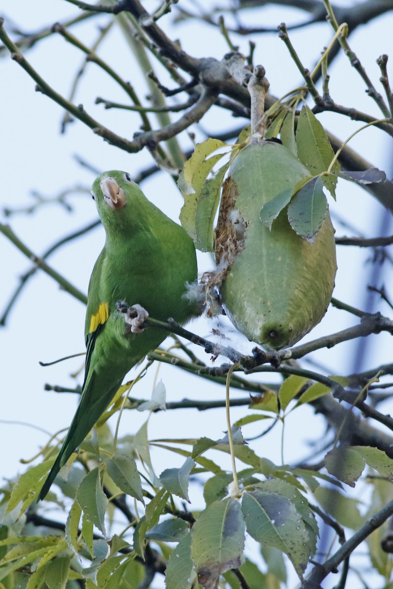 Yellow-chevroned Parakeet - J. Simón Tagtachian