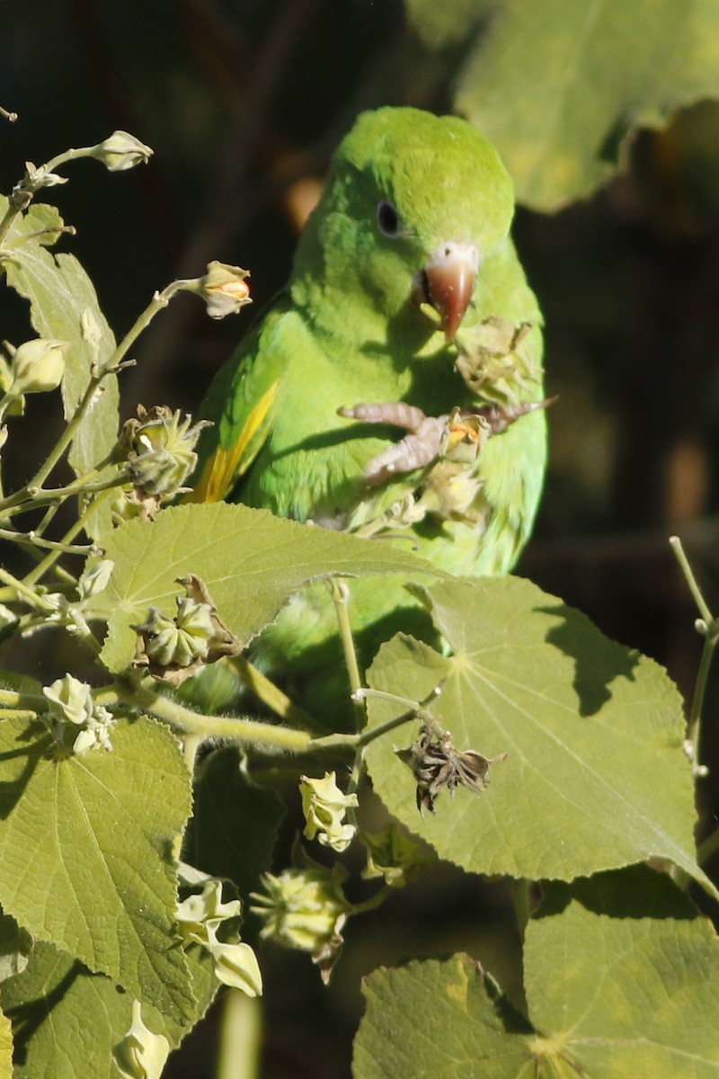 Yellow-chevroned Parakeet - ML459409581