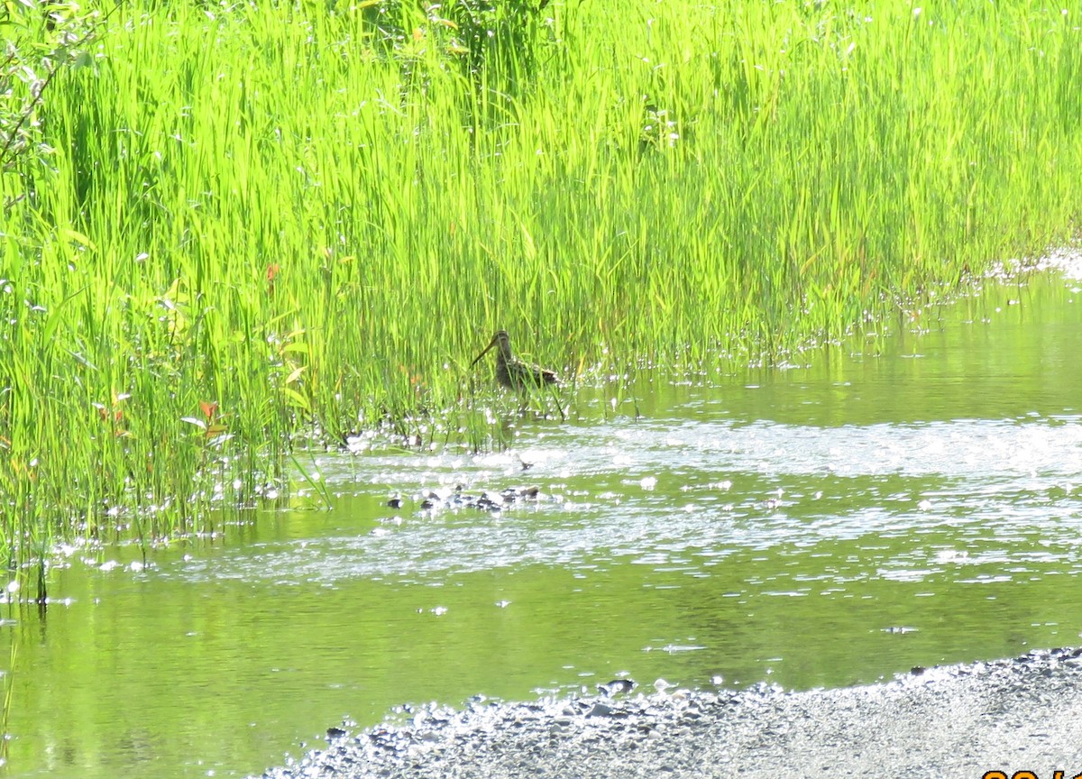 Wilson's Snipe - Cheryl Ring