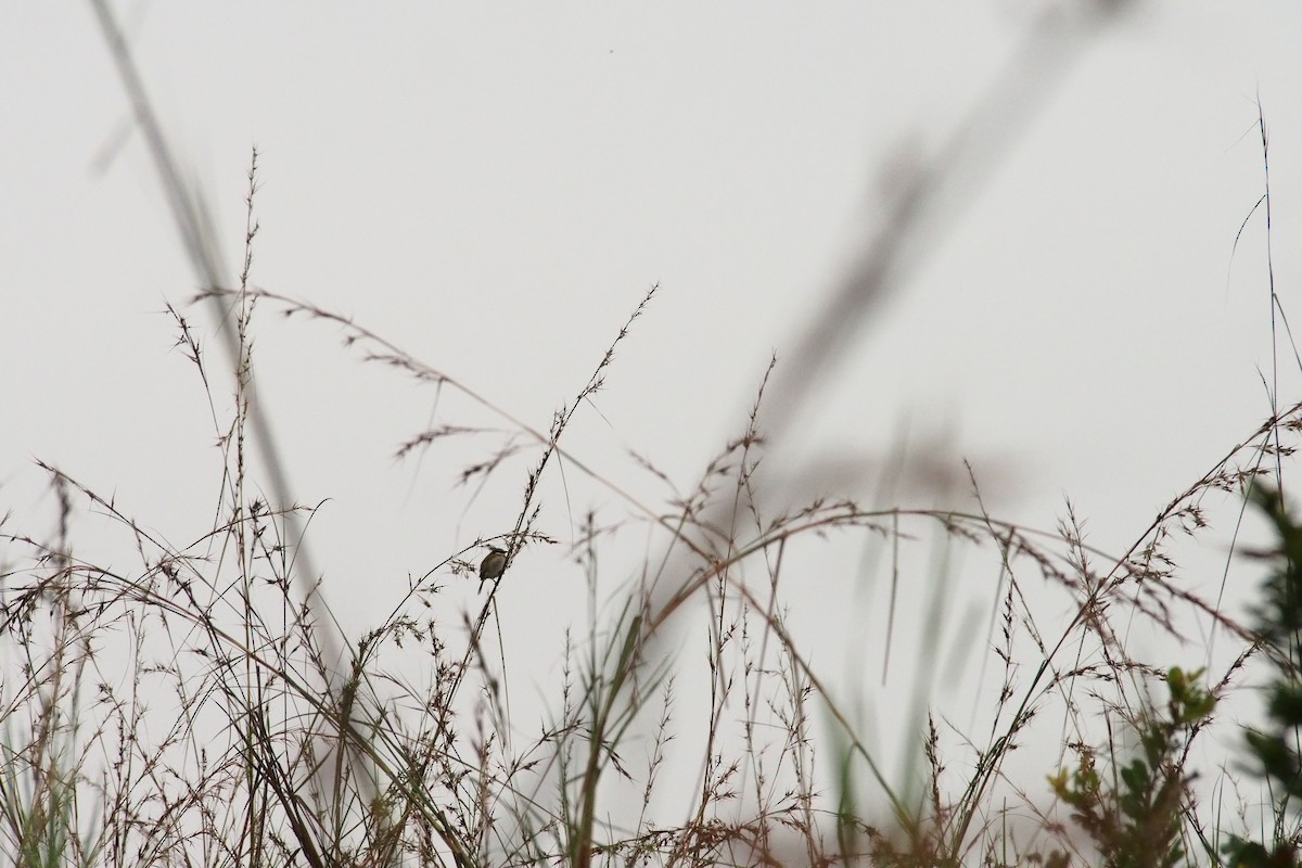 Bulbul Acollarado - ML459410691