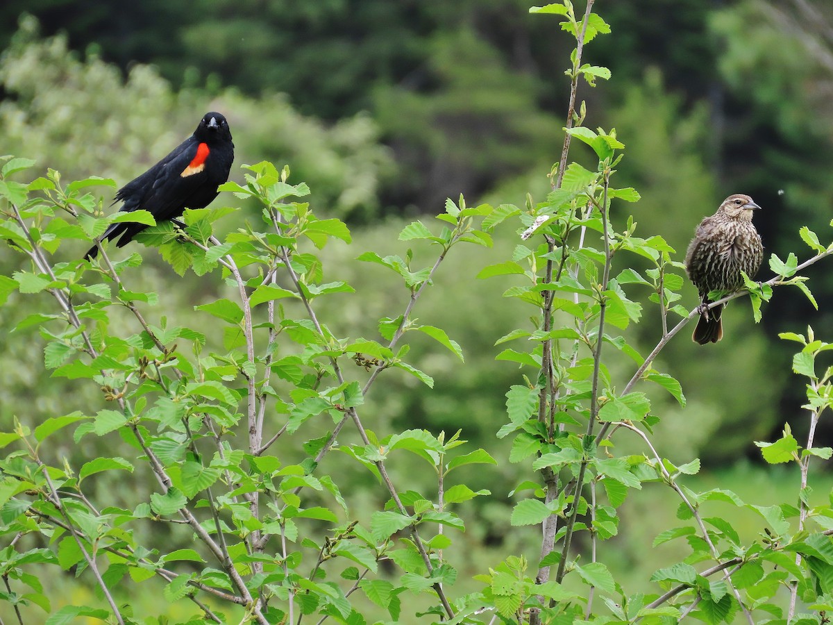 Red-winged Blackbird - ML459412821