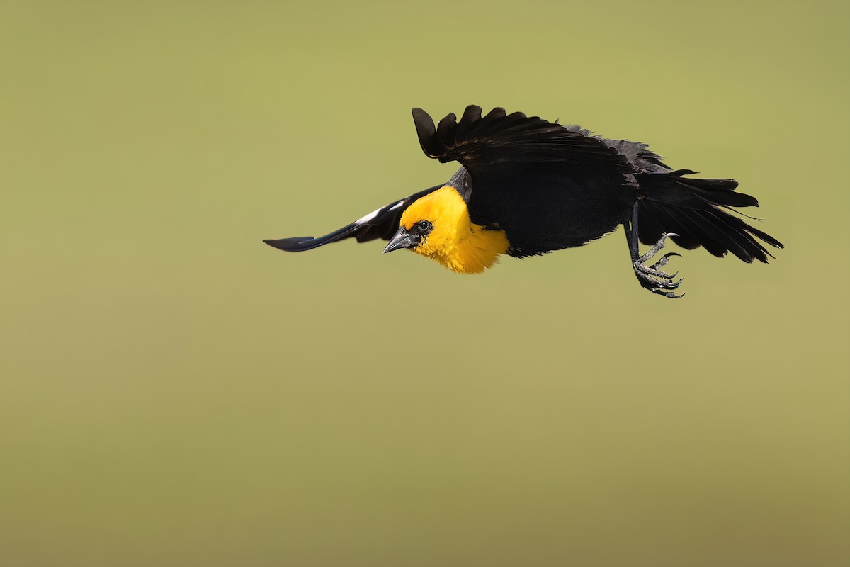 Yellow-headed Blackbird - Matt Misewicz