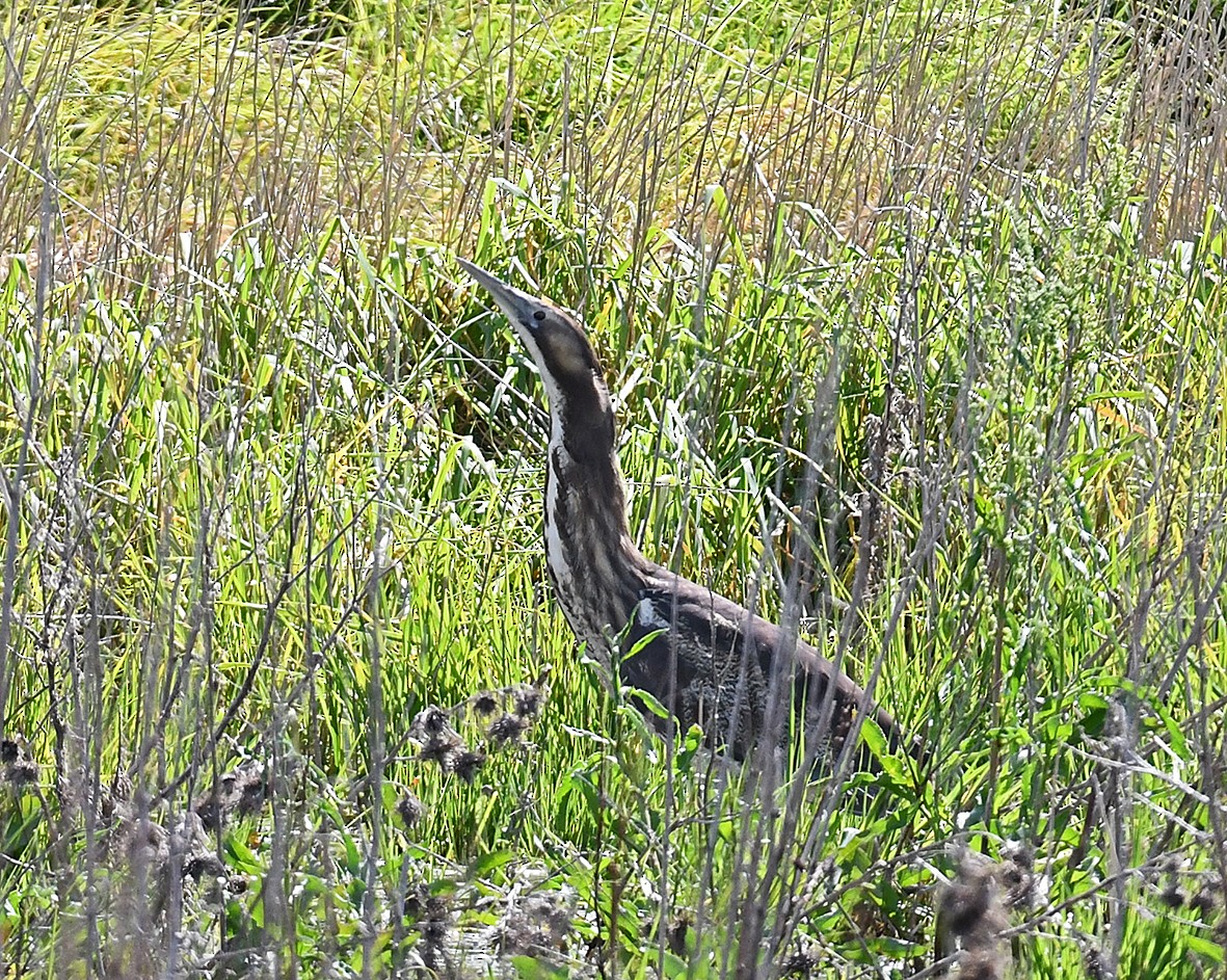 Braunbart-Rohrdommel - ML459413681