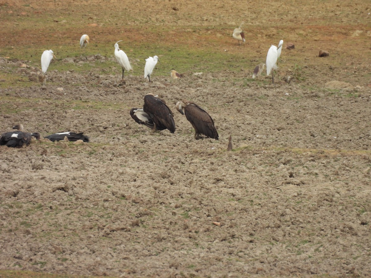 White-rumped Vulture - ML459416221