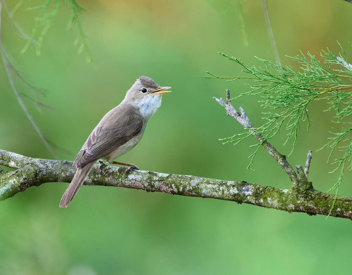 Western Olivaceous Warbler - ML459416231