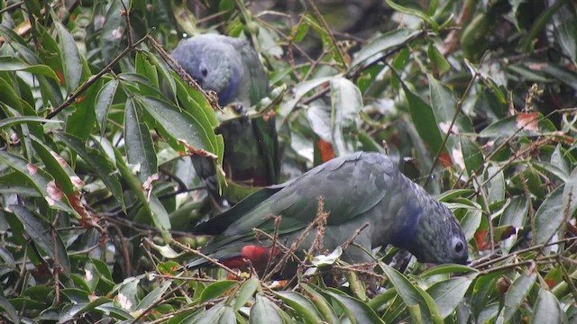 Red-billed Parrot - ML459416481