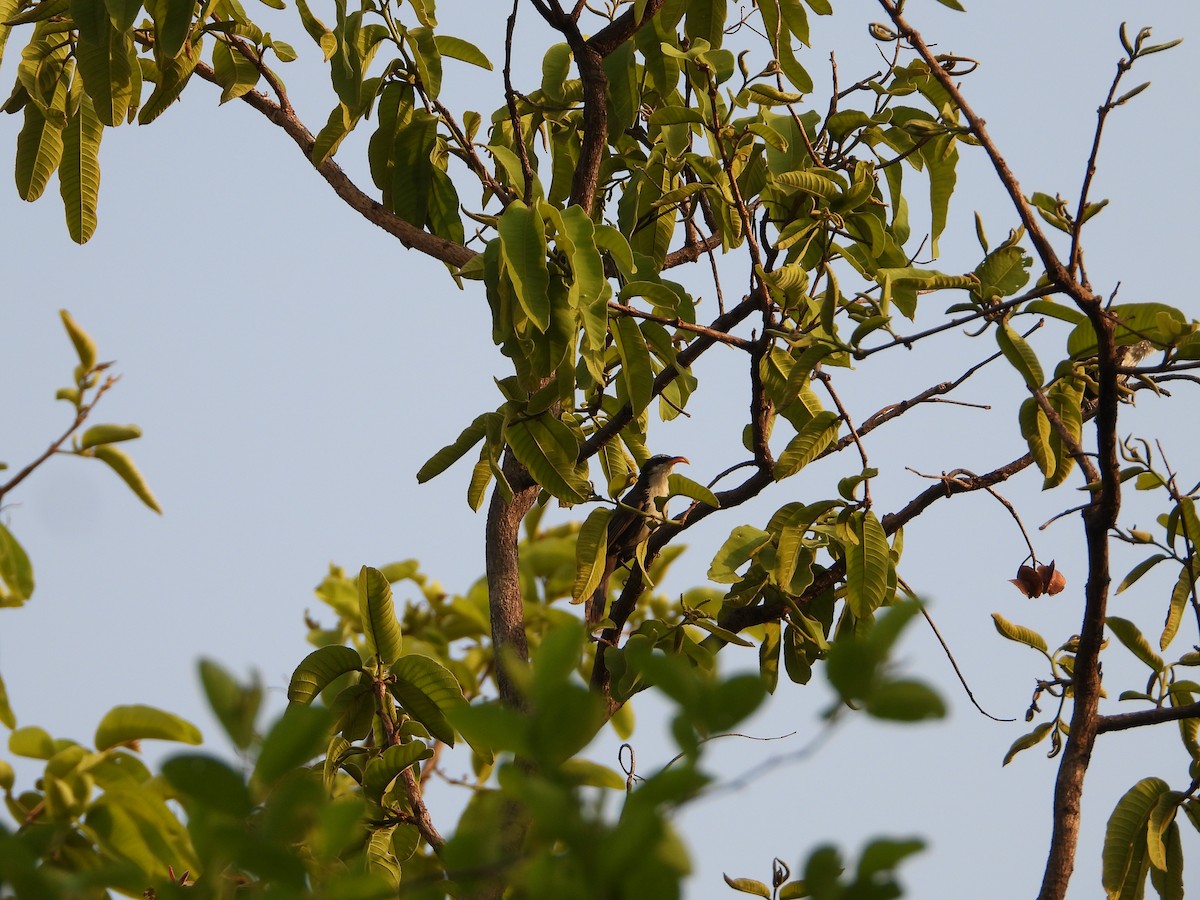 Indian Scimitar-Babbler - ML459419631