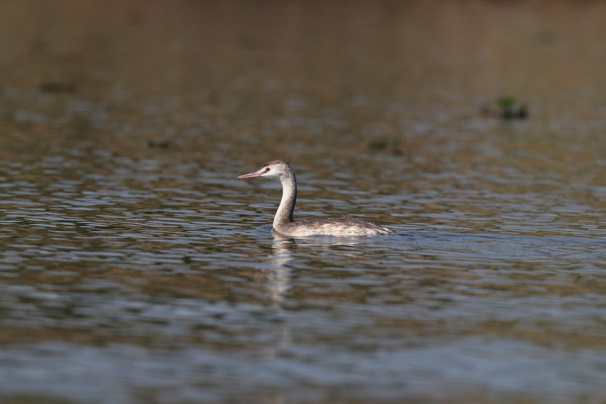 Great Crested Grebe - ML459419731
