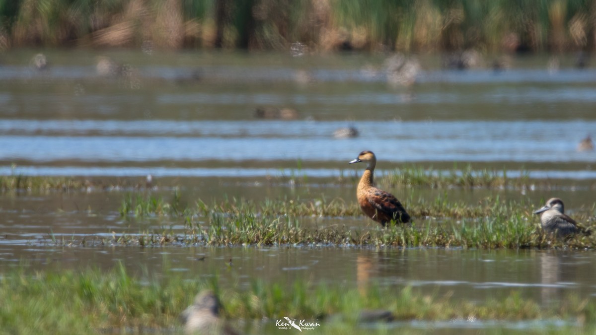 Wanderpfeifgans - ML459419761