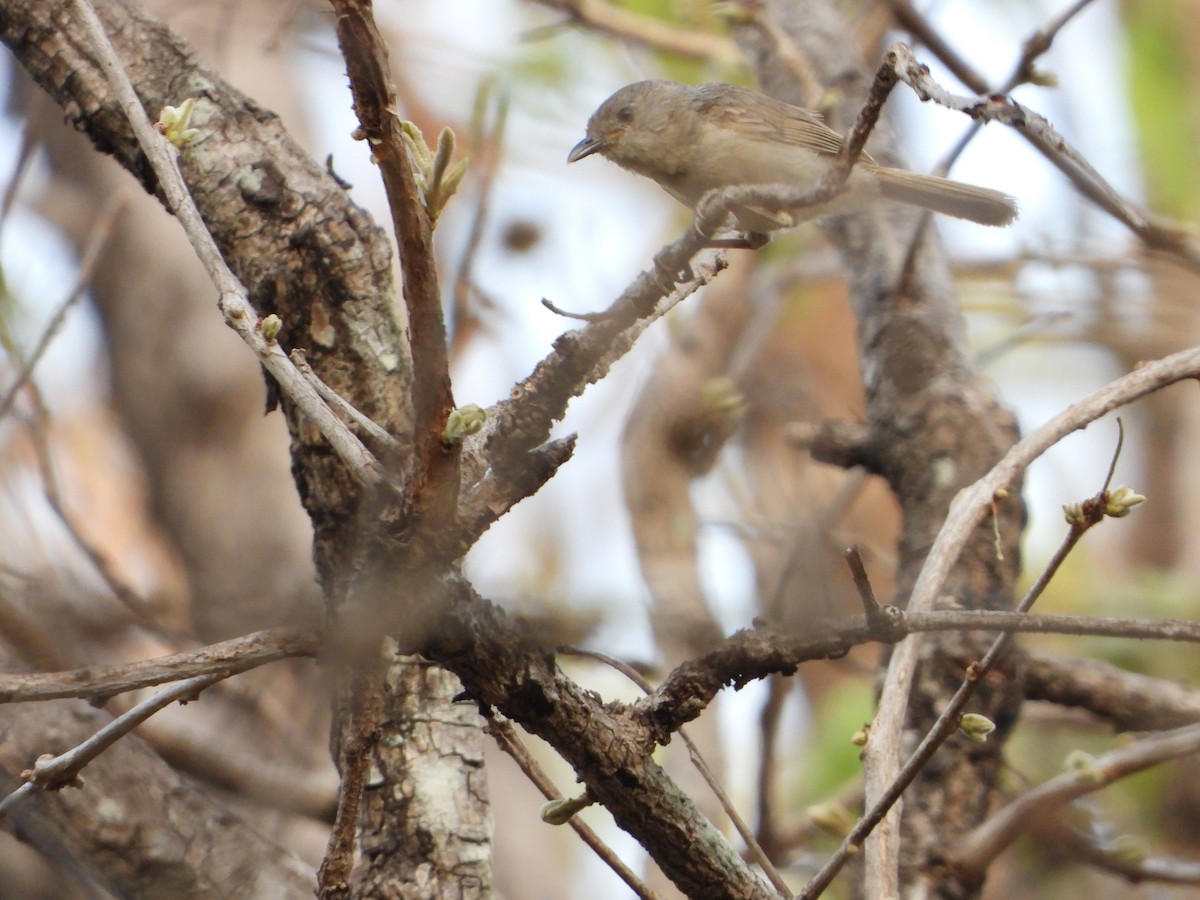 Brown-cheeked Fulvetta - ML459419891