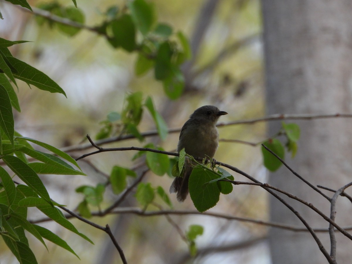 Brown-cheeked Fulvetta - ML459419901