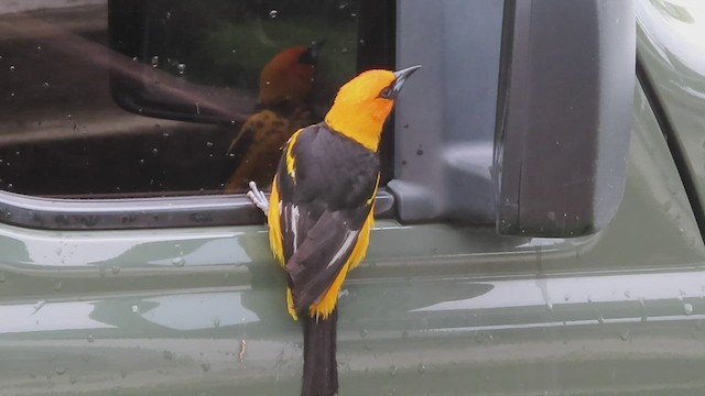 Oriole maculé - ML459423011