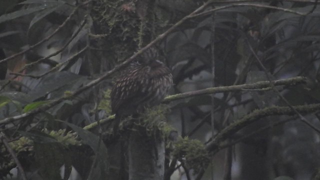 White-chested Puffbird - ML459423291
