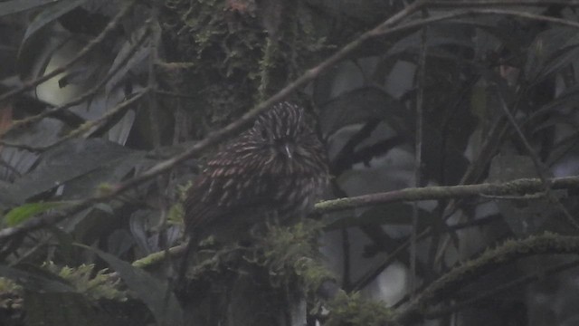 White-chested Puffbird - ML459423421
