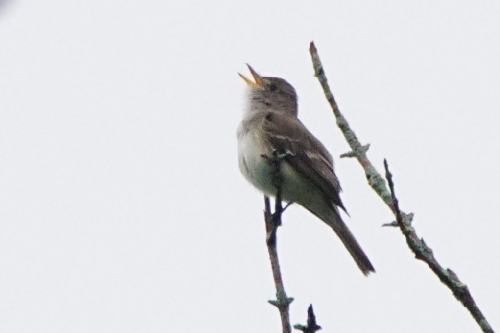 Willow Flycatcher - Dennis Mersky