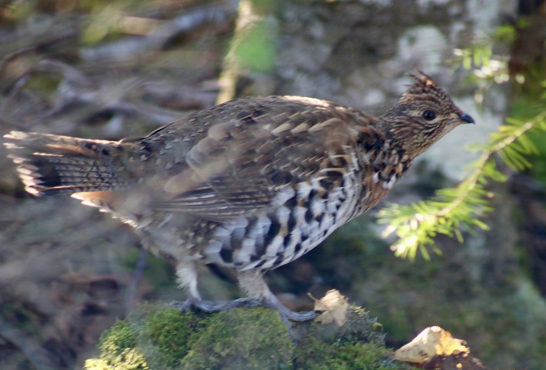 Gélinotte huppée - ML459424041