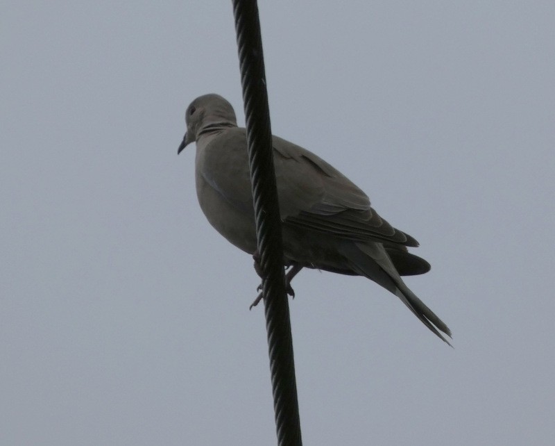 Eurasian Collared-Dove - ML459424471