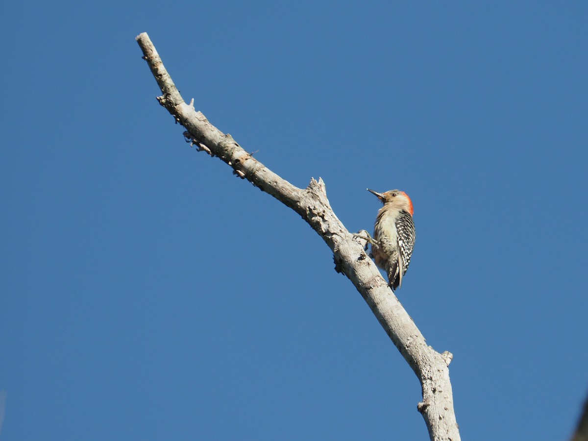 Red-bellied Woodpecker - ML459424711