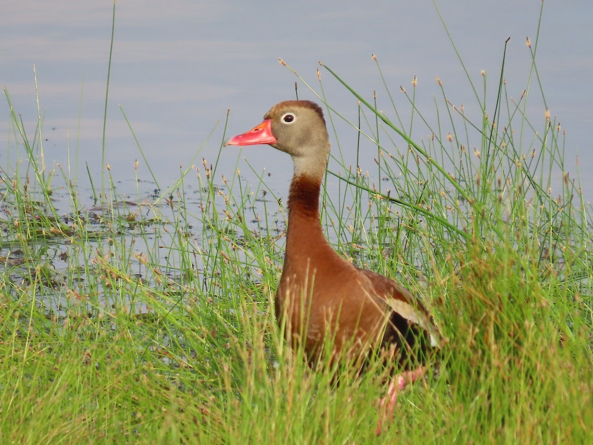 Black-bellied Whistling-Duck - ML459425151