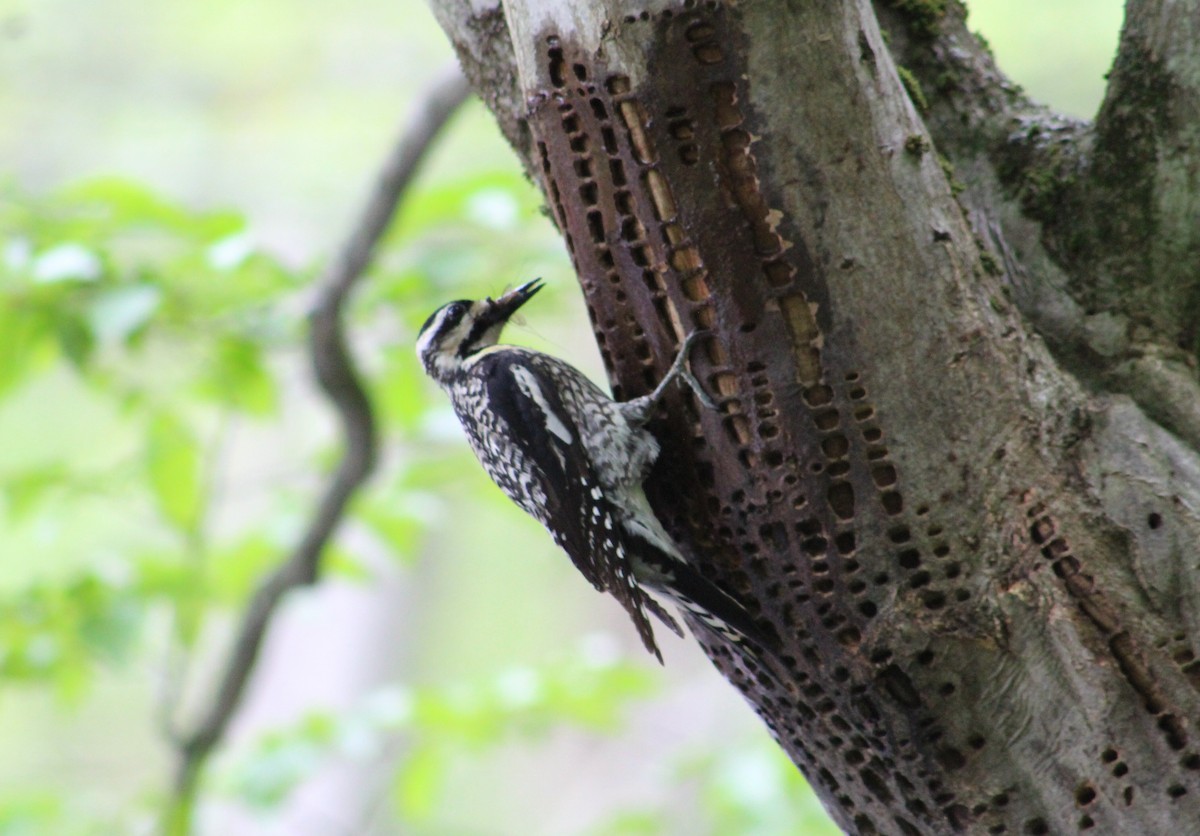 Yellow-bellied Sapsucker - ML459426421