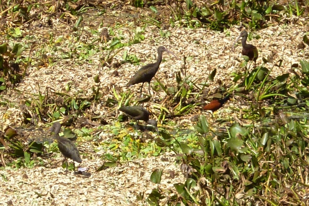 White-faced Ibis - Carlos Otávio Gussoni