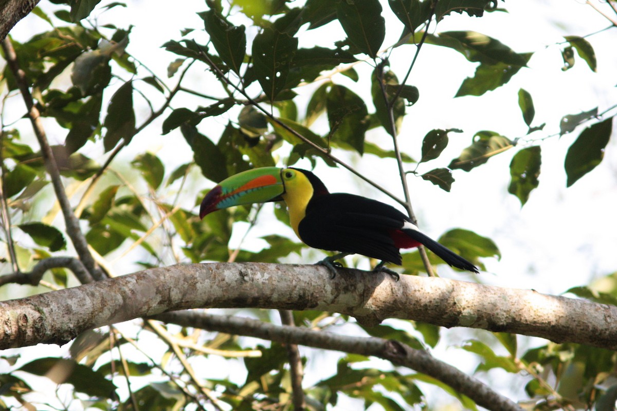 Keel-billed Toucan - Richard Dunn