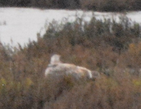 Glaucous-winged Gull - ML45942731