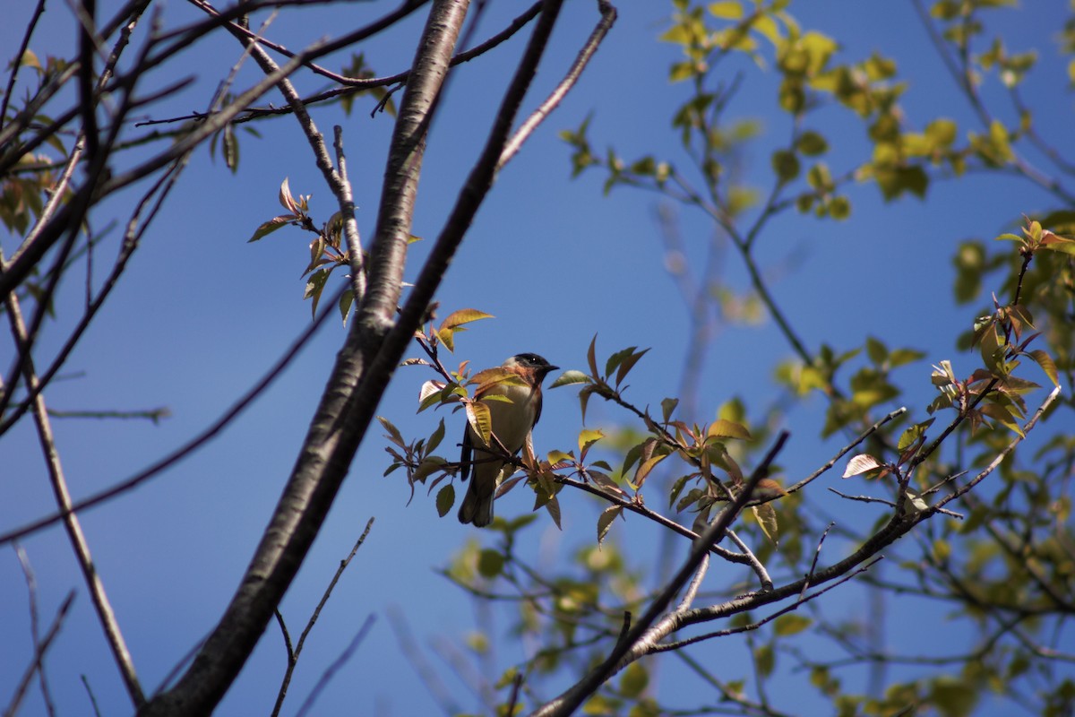 Bay-breasted Warbler - ML459427491