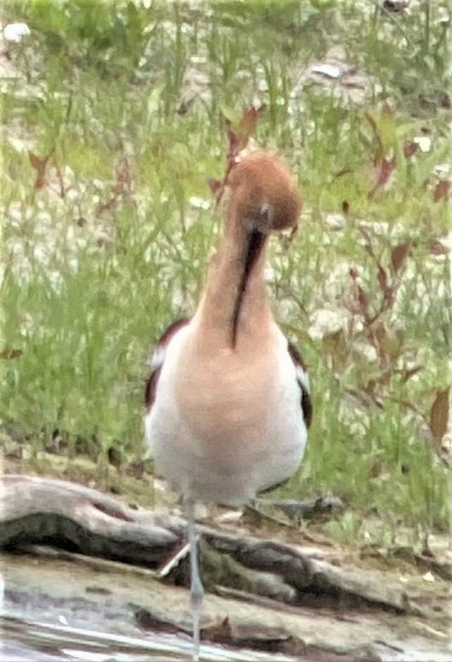 Avoceta Americana - ML459428081