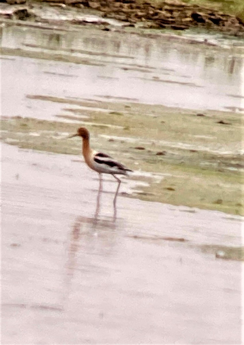 Avocette d'Amérique - ML459428091