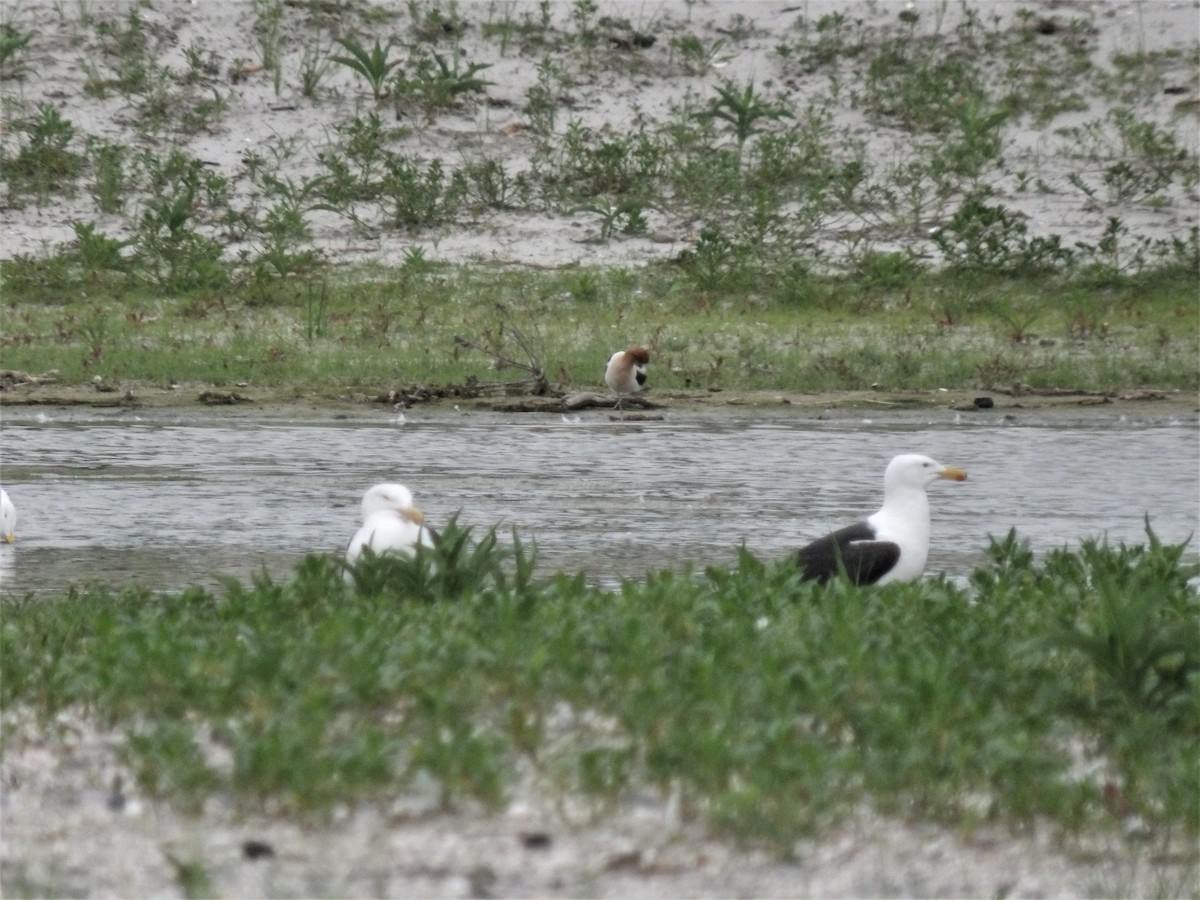 Avocette d'Amérique - ML459428141