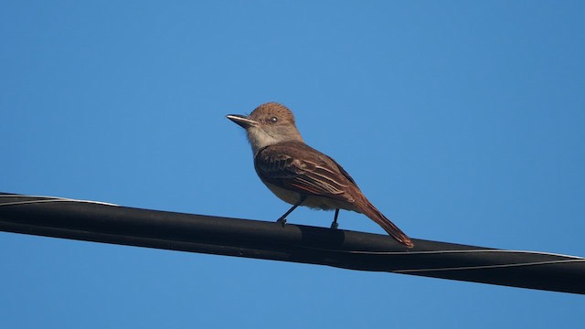 Brown-crested Flycatcher - ML459428501