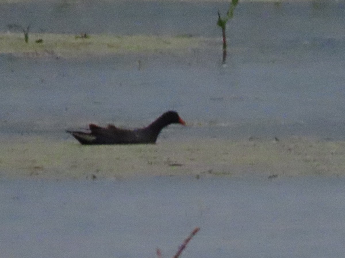 Common Gallinule - Herky Birder