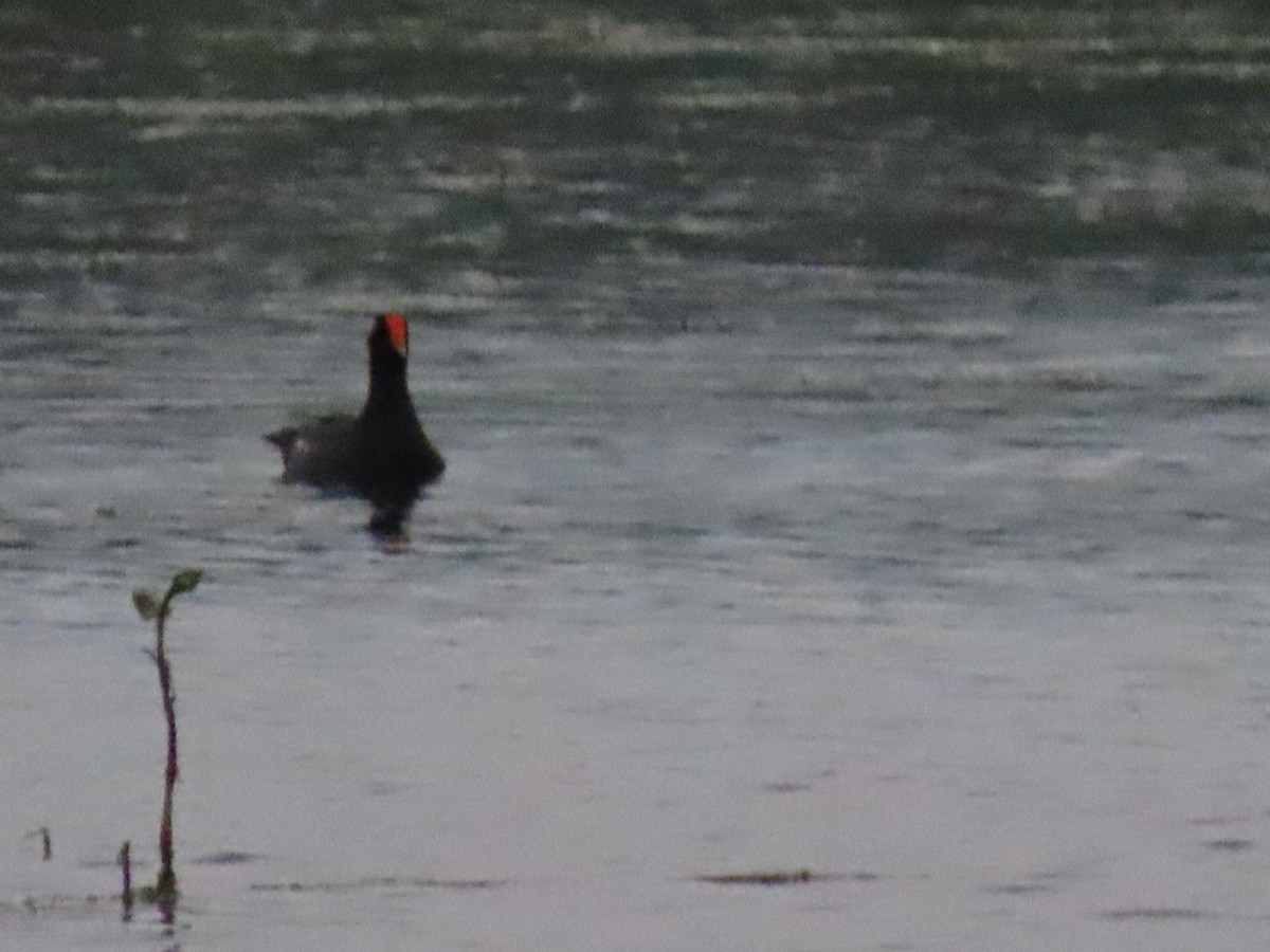 Common Gallinule - Herky Birder