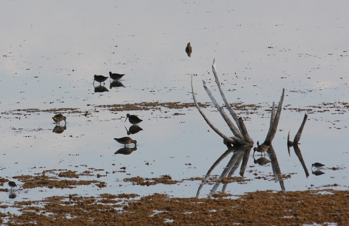 kortnebbekkasinsnipe - ML459432711