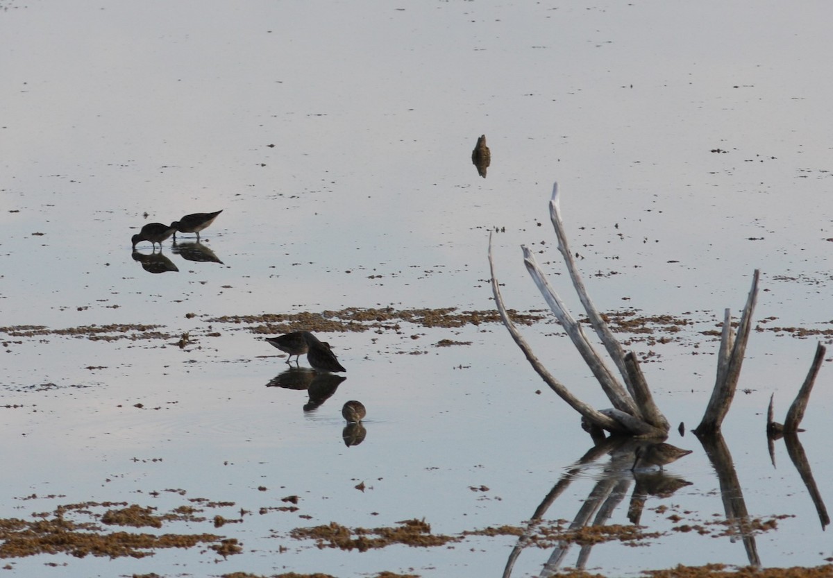 kortnebbekkasinsnipe - ML459432721