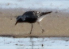 Black-bellied Plover - ML459432731