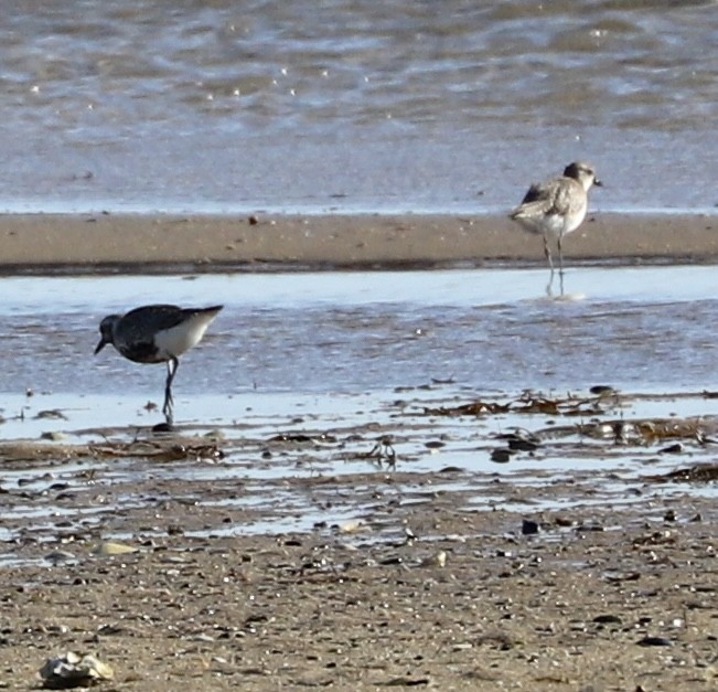 Black-bellied Plover - Paul Morf