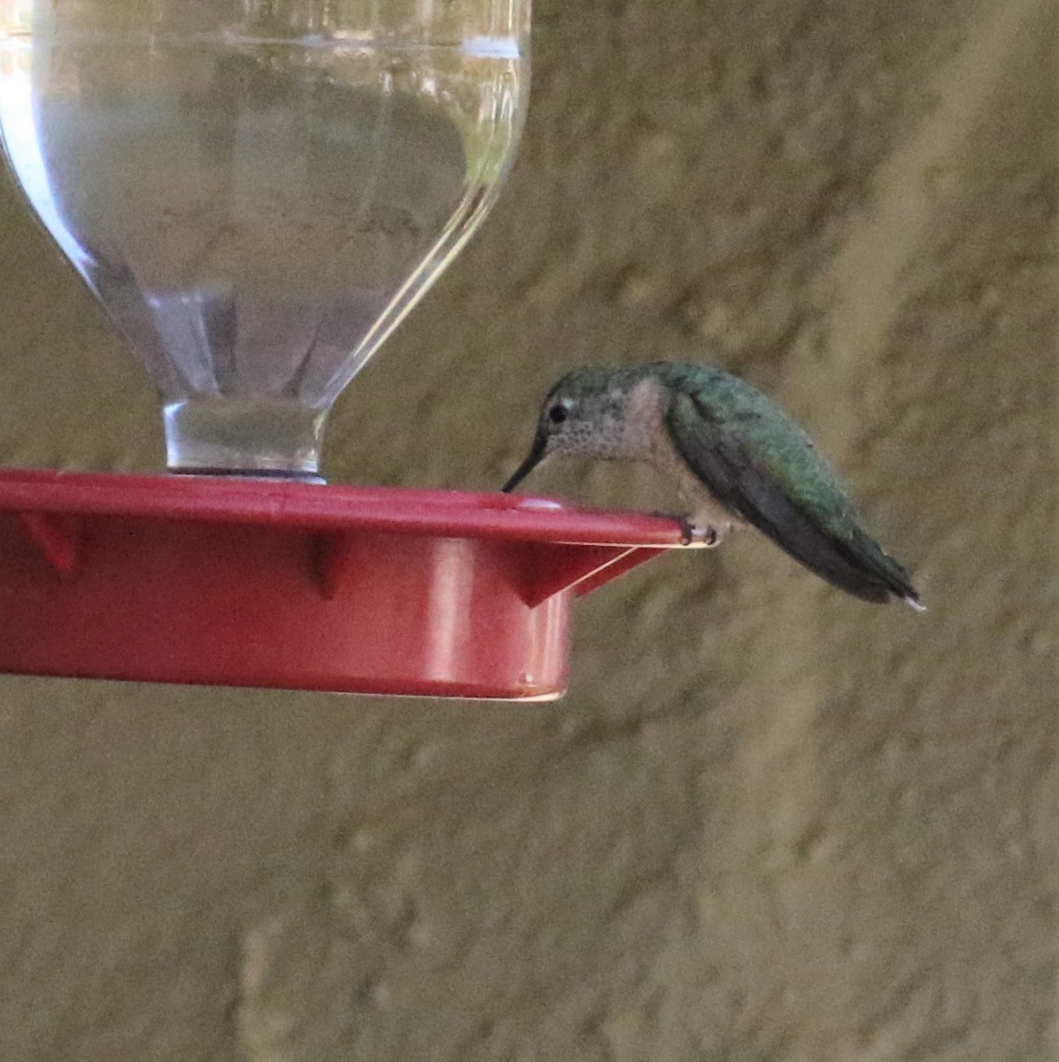 Broad-tailed Hummingbird - ML459433191