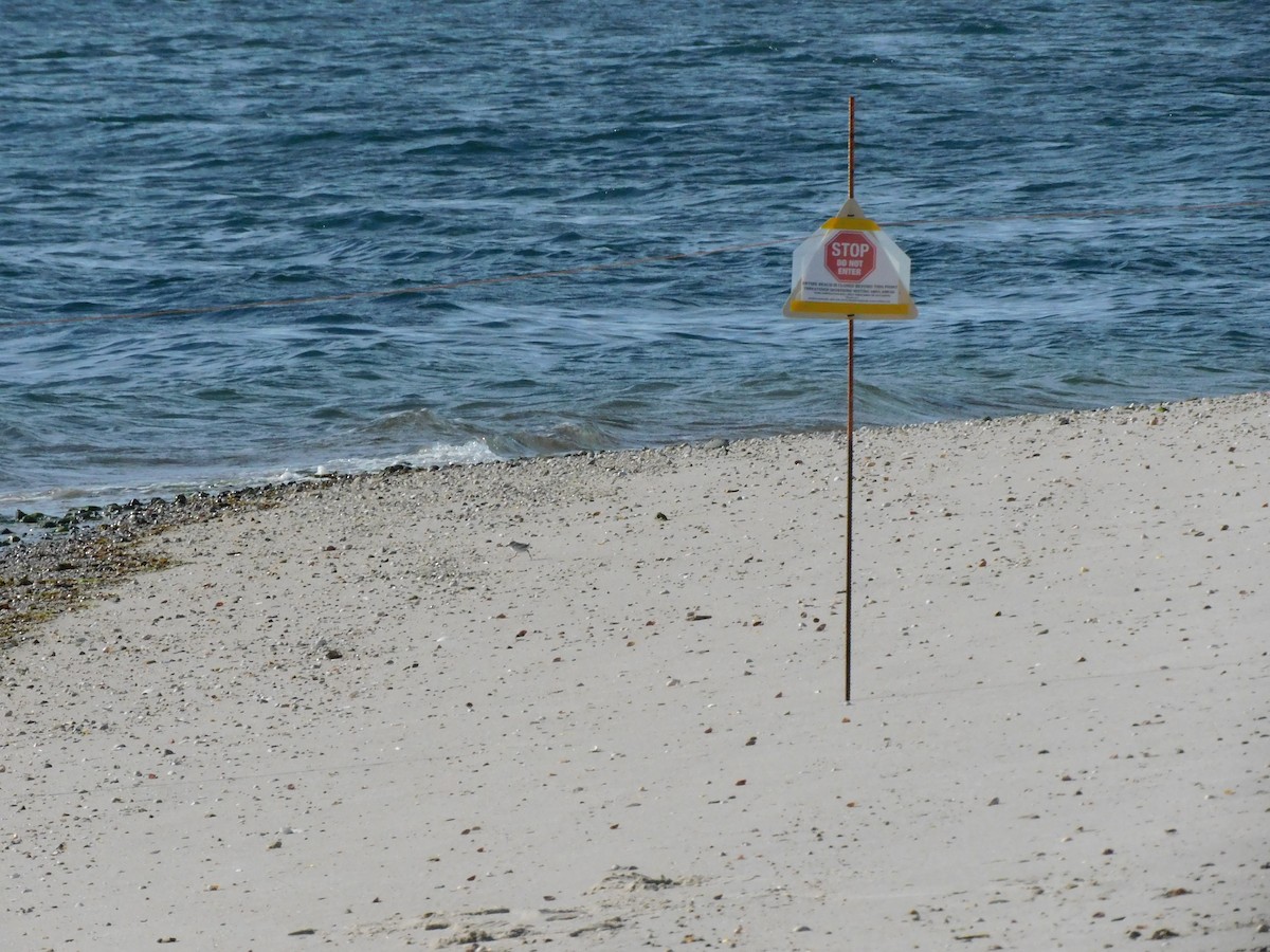 Piping Plover - clifton stone