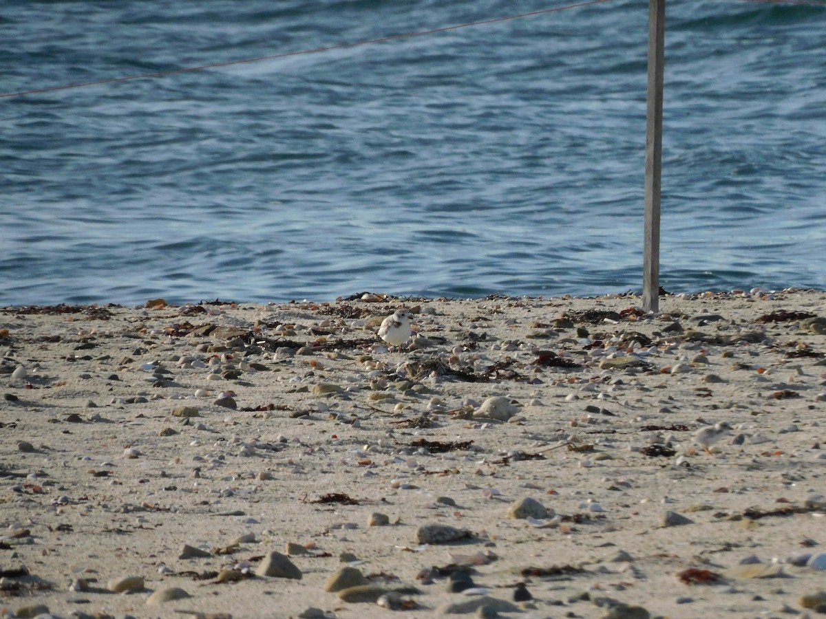 Piping Plover - clifton stone
