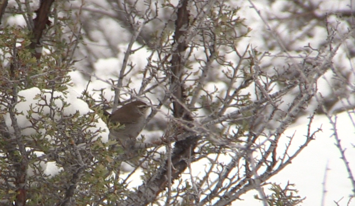Bewick's Wren - ML45943341