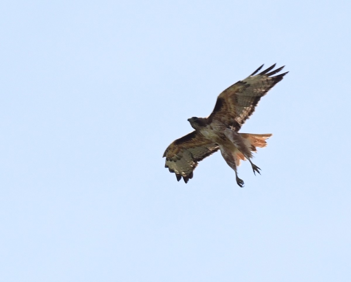 Red-tailed Hawk - ML459434881
