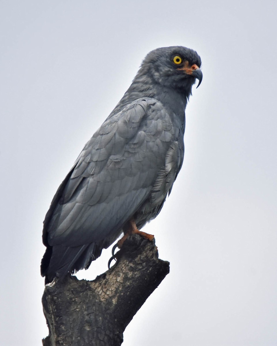 Slender-billed Kite - ML45943521