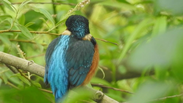 Common Kingfisher - ML459435431