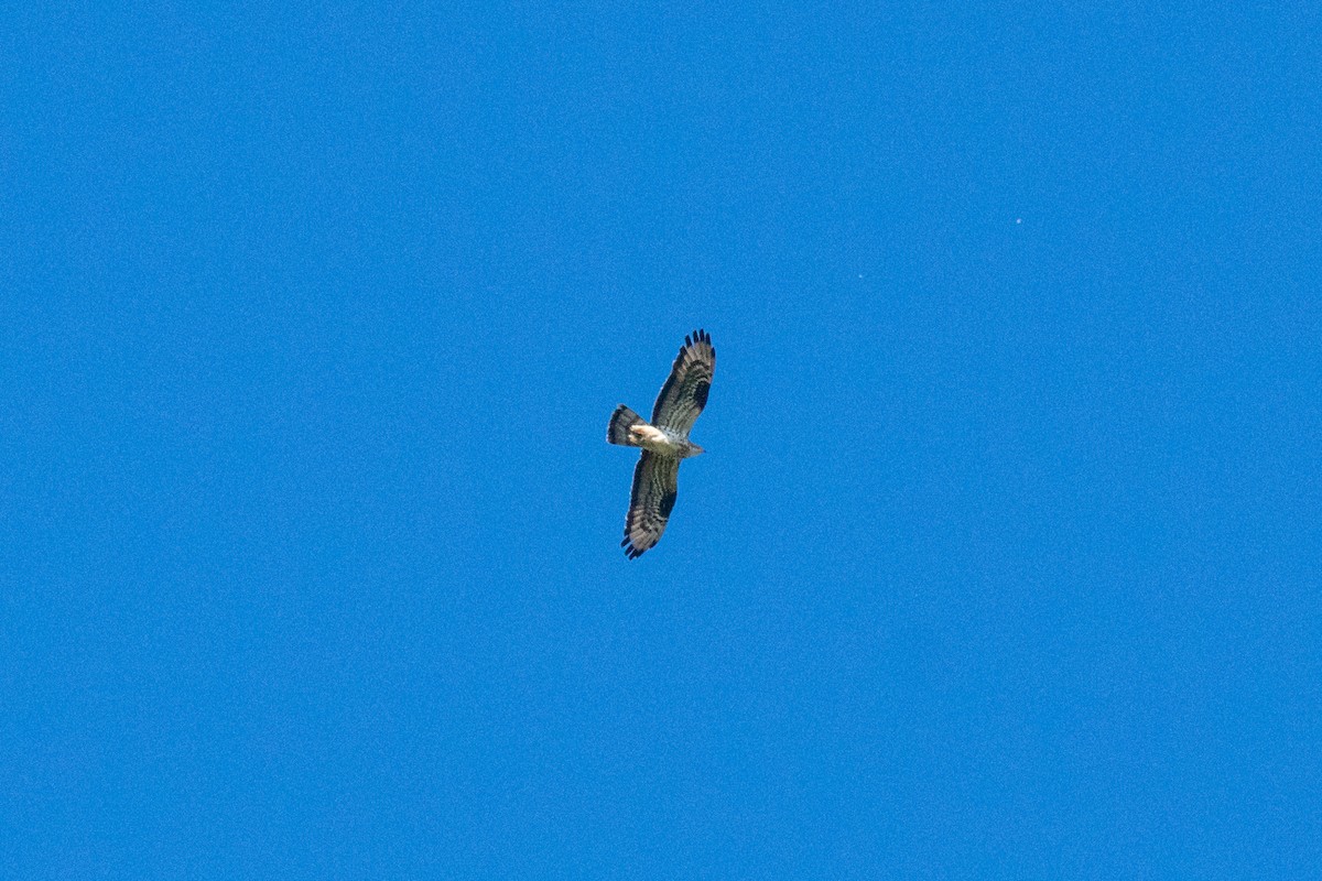 European Honey-buzzard - ML459435501