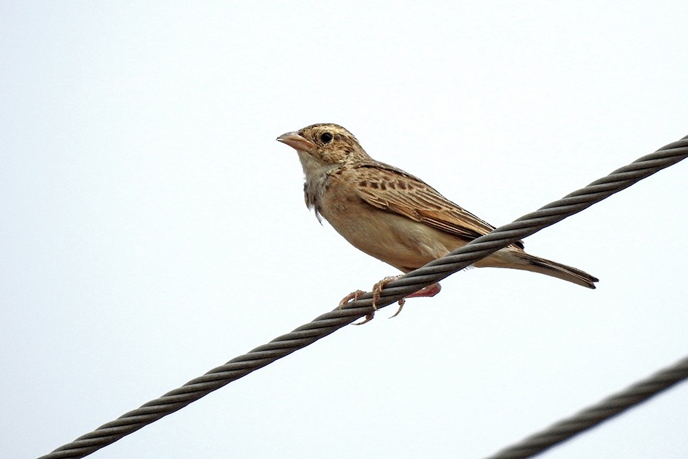 Singing Bushlark (Singing) - ML459436181