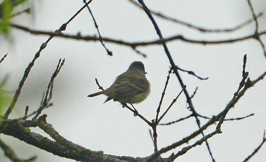 Willow Flycatcher - ML459436631