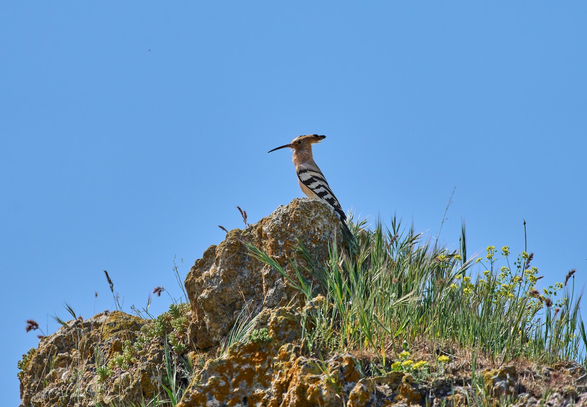 Abubilla Común - ML459437811